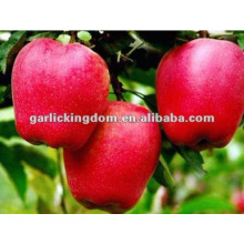 chinese new crop huaniu apple